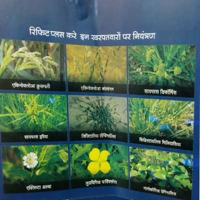 Rifit Plus Syngenta