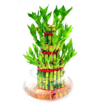 Bamboo